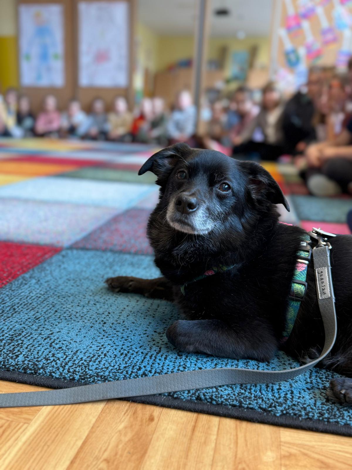 You are currently viewing Wizyta wyjątkowego gościa ze schroniska Psitul Mnie